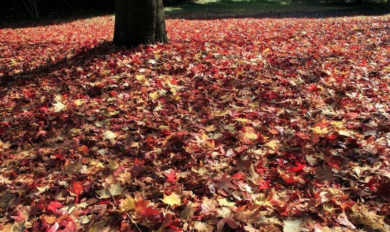 もみじの葉に覆われた道（写真：イメージマート）