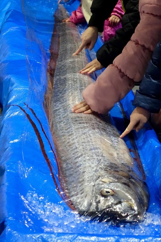 （新潟市水族館マリンピア日本海でリュウグウノツカイを触る子どもたち：筆者撮影）