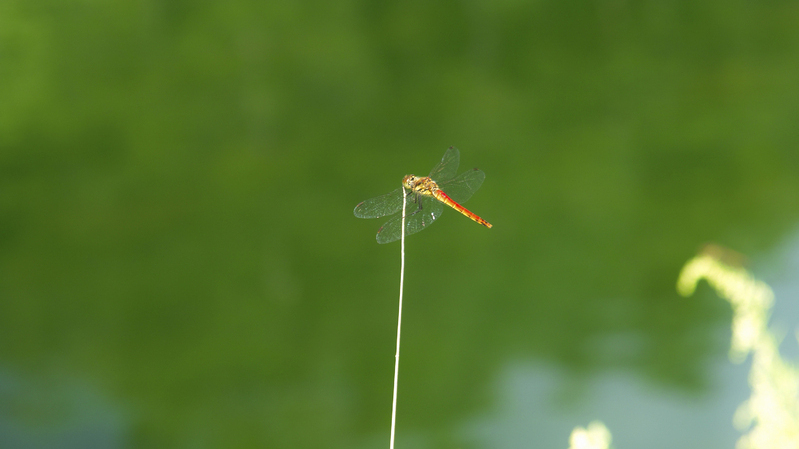 これから死ぬ 今すぐ来て 赤とんぼ先生教え子殺害事件から 碓井真史 個人 Yahoo ニュース これから死ぬ 今すぐ来て 赤とんぼ先生教え子殺害事件から 碓井真史 個人 Yahoo ニュース