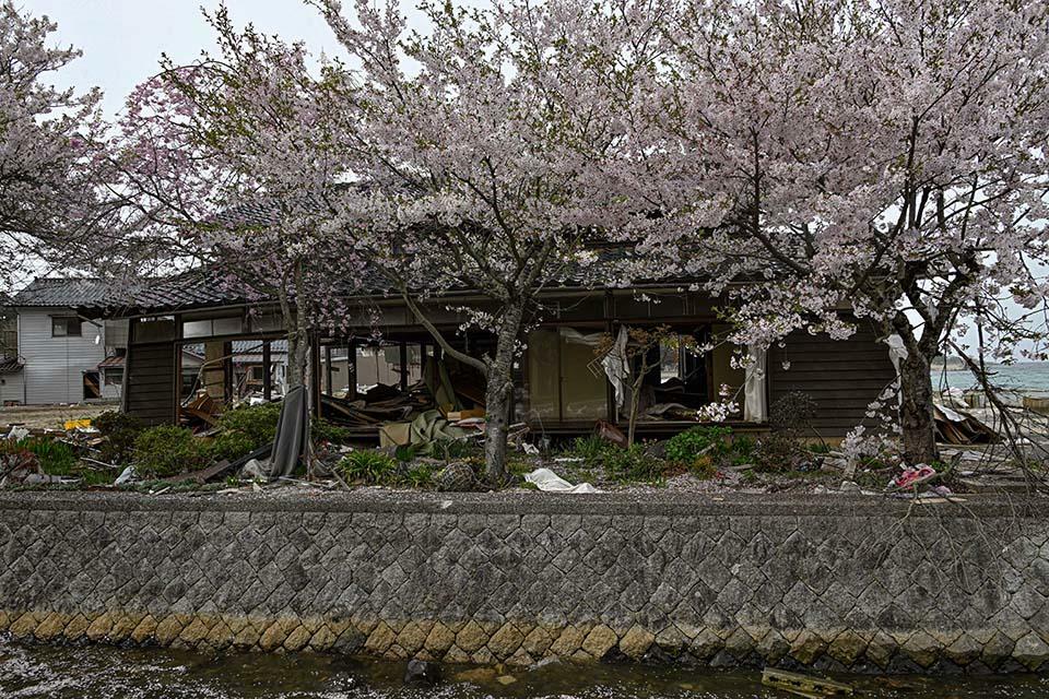 津波による被害で柱と屋根だけになった海沿いの民家。桜の美しさとのコントラストが残酷だ（能登町）