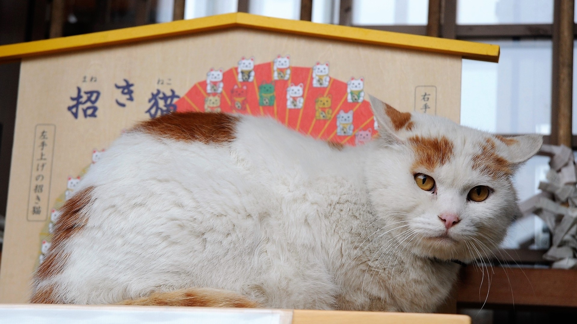 福井で人気の 猫寺 御誕生寺 修行の場と対照的な ゆるい空間 若林朋子 個人 Yahoo ニュース