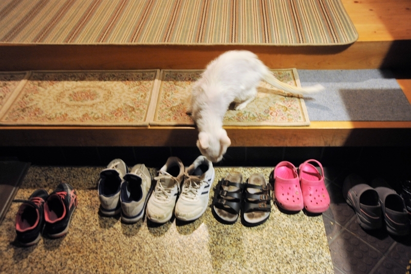 ファミリーホームを運営する伊嶋さん宅の玄関。5人の子どもの靴が並んでいる。愛猫も子どもと仲良しだ