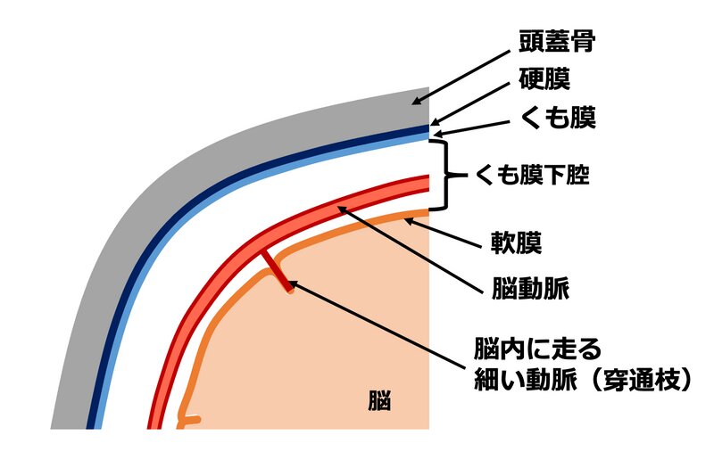 脳表面の髄膜（硬膜、くも膜、軟膜）のイメージ図：著者作成