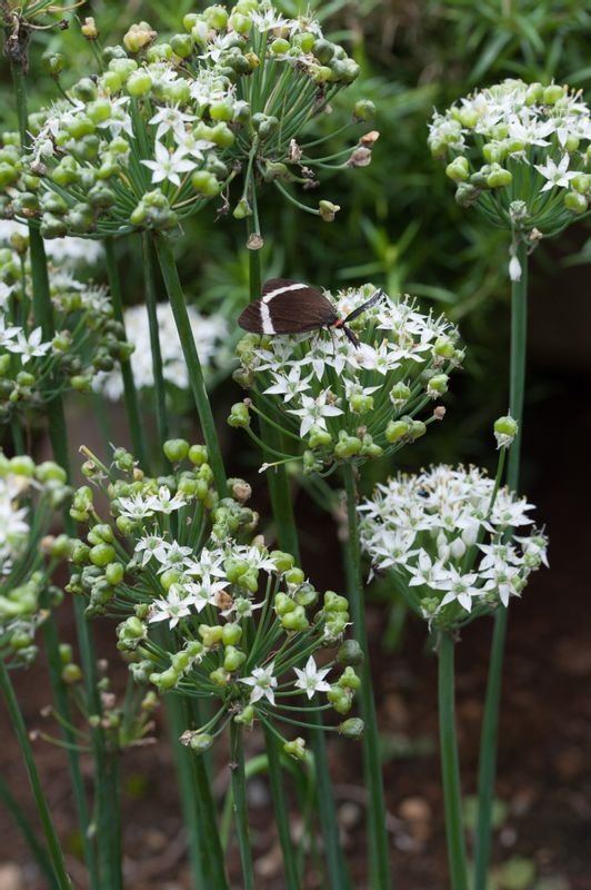 ニラの花（写真提供：三宅 克典　東京薬科大学 薬学部 薬用植物園 講師）