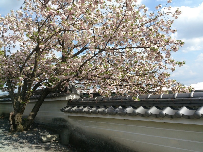 蓮華寺の遅咲きの桜