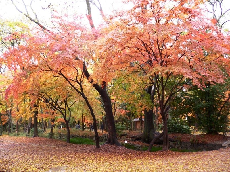 糺の森の紅葉