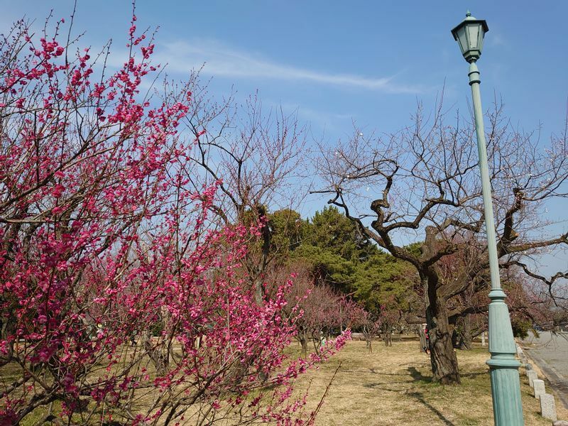 京都御苑の梅苑（2021年2月21日撮影）