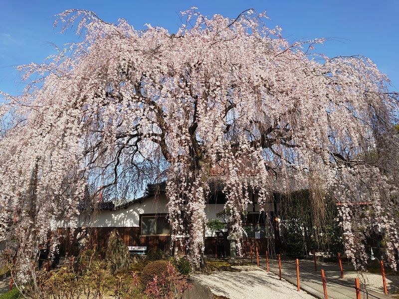 京都の早咲きの桜の中で、最も美しい枝振りとの評価も