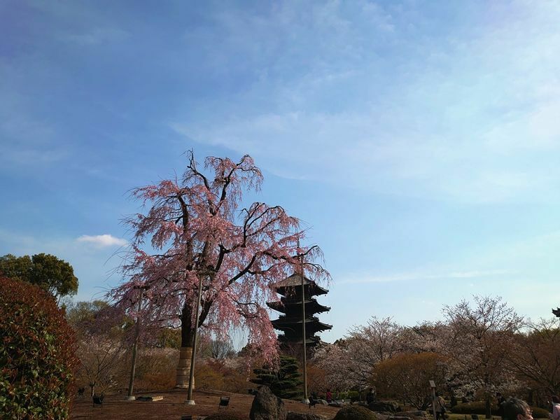 昼間の東寺の五重塔と不二桜