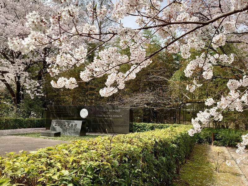 エジソン記念碑前の桜