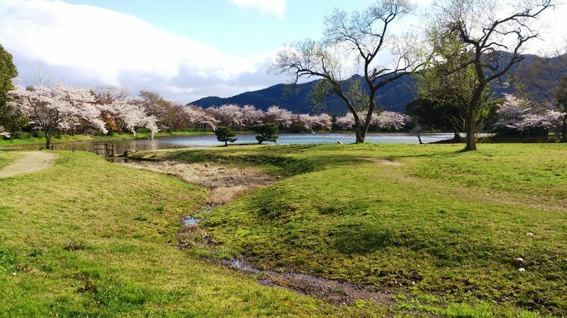 大覚寺庭園の中心をなす大沢池の周辺は、春は桜の名所に
