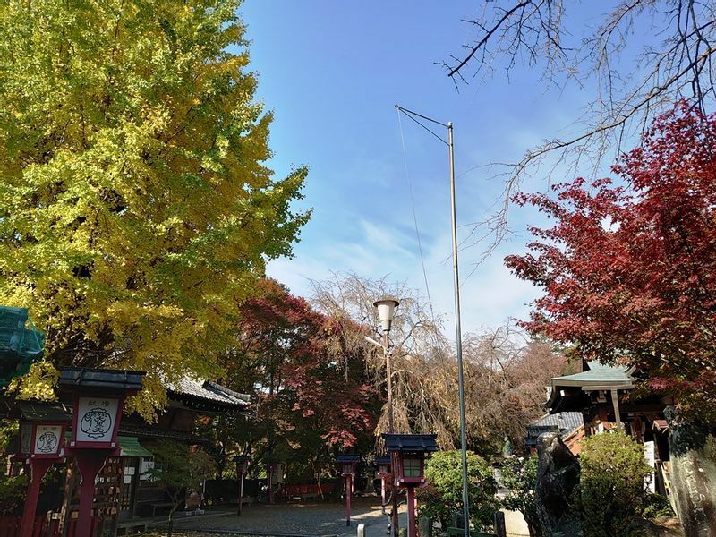妙円寺の境内は、イチョウと紅葉のコントラストも美しい