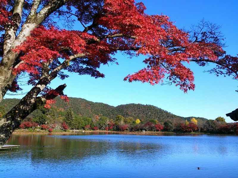 大覚寺の大沢の池と紅葉