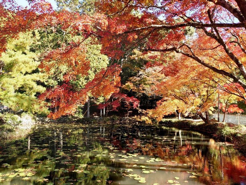 池に映り込む紅葉が、平安後期の華やかな時代を彷彿とさせる