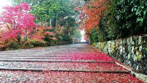 週末は京都西山の絶景紅葉へ！散紅葉も美しい