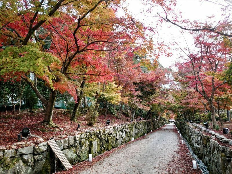 興聖寺の琴坂は、周辺の木々が伐採されて明るくなり、ますます紅葉が美しくなった