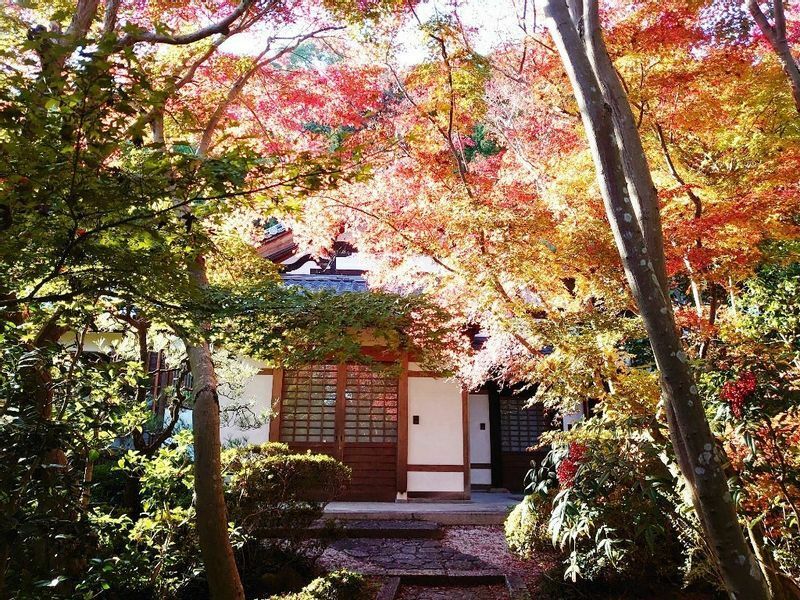 善法律寺は小さな境内が紅葉ですっぽりと包まれる