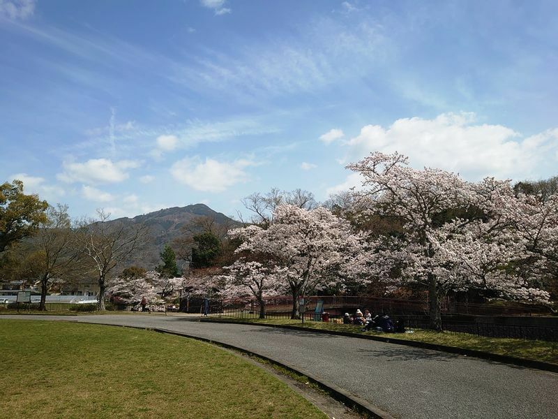 比叡山を背景にした桜ショット。周辺ではお弁当を広げる地元の人の姿も