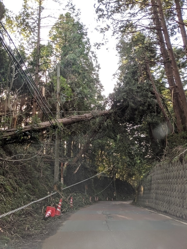 山武市にはまだ撤去されていない倒木が危険な状態で残っている。9月19日午後5時の状況（筆者撮影）