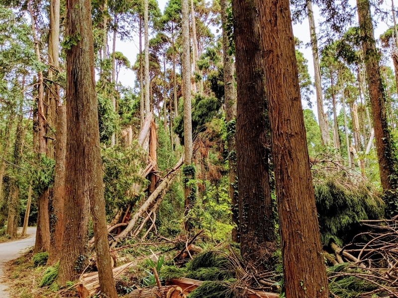 山武市の山中では、大量の杉が倒れたり、折れたりしている。台風直後はこれらの倒木が道路をふさいでいた（筆者撮影）