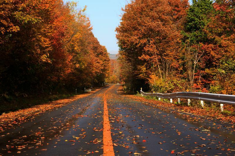蒜山高原の紅葉。景色は最高だが道路の落ち葉でタイヤを取られないよう慎重な運転を