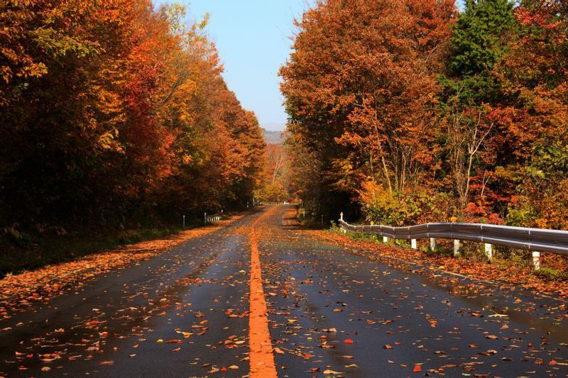 蒜山高原の紅葉。景色は最高だが道路の落ち葉でタイヤを取られないよう慎重な運転を