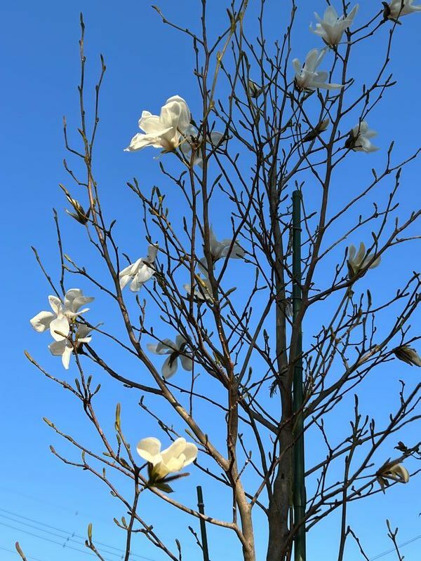 両親が「ミッキーの樹」と呼ぶコブシの木に、今年咲いた白い花（和田さん提供）