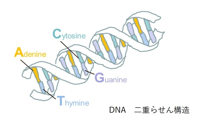 DNAの二重らせん構造