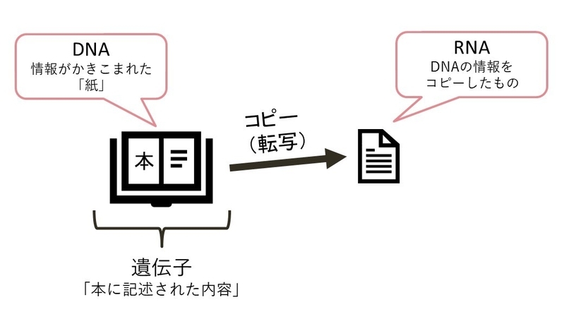 DNAとRNAの関係