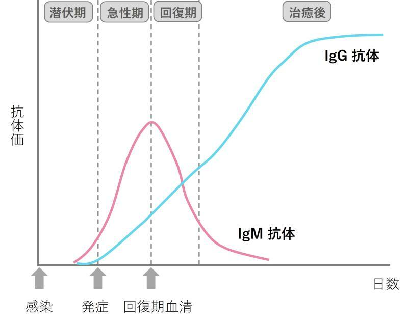 ウイルス感染時のIgMとIgG抗体価の動向　　　　（著者作図）