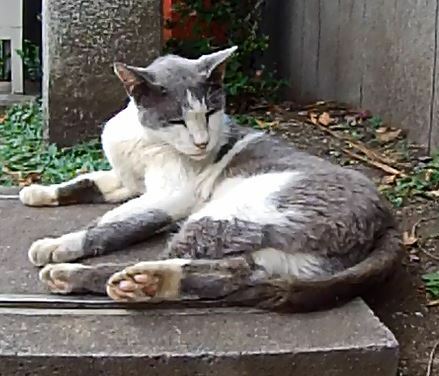 首輪が取り付けられた江の島の猫「グレイ」（日本報道検証機構撮影）