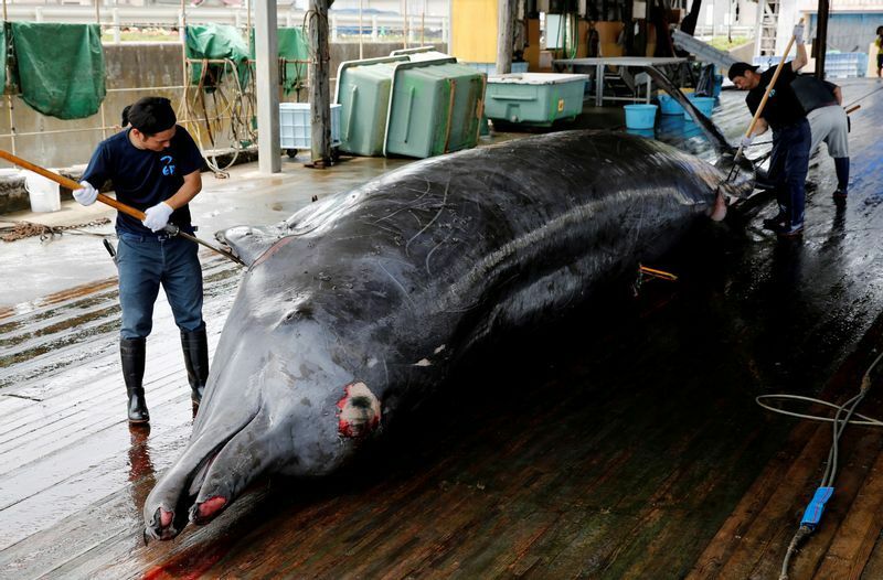 日本の捕鯨には海外からの批判も多い。