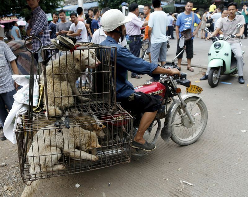 中国では「犬食祭り」の文化もあるが批判も多い。