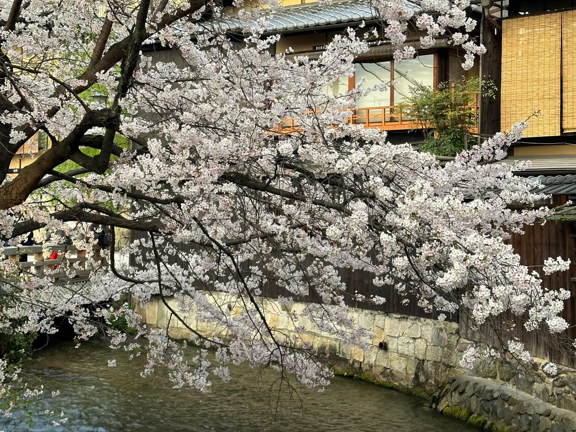 多くの観光客で賑わいをみせる春の京都で食べ歩き。