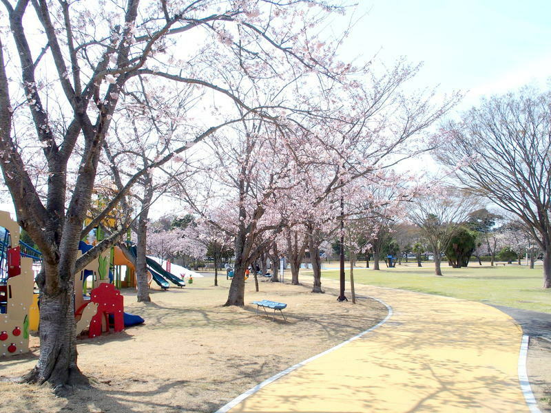 広野町　二つ沼総合公園の桜　８分咲き