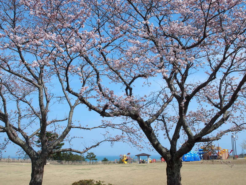 楢葉町　天神岬スポーツ公園の桜　５分咲き程度　まだまだ楽しめます