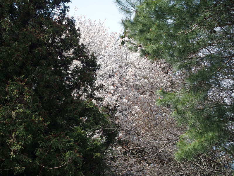 野山に自生する桜