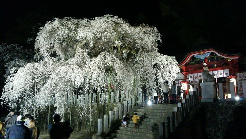いわき市小川、諏訪神社のしだれ桜　今が満開です。