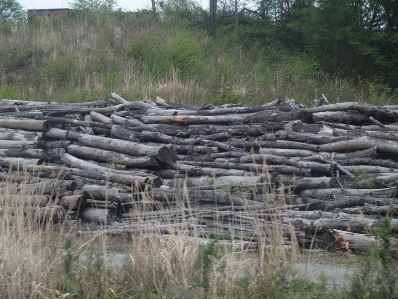 伐採木　タンク設置場所確保のために切られた　汚染しているため持ち出せない