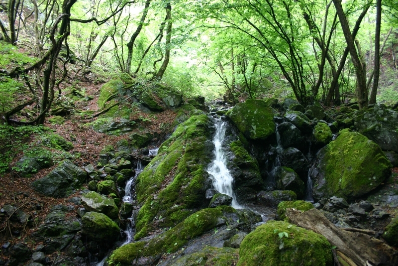サントリー天然水の森（写真提供：サントリー）
