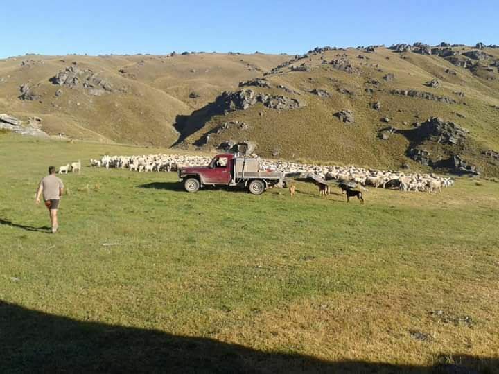 殿木さんが「羊飼い」として勤務していたニュージーランドの草原｜写真提供：殿木さん