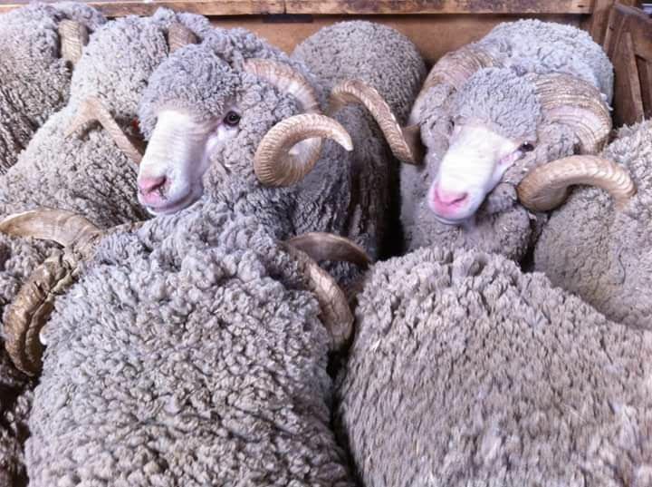 殿木さんが実際に飼育していたニュージーランドの羊の群れ｜写真提供：殿木さん
